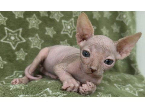 Naked beauty sphynx cattery kedimiz