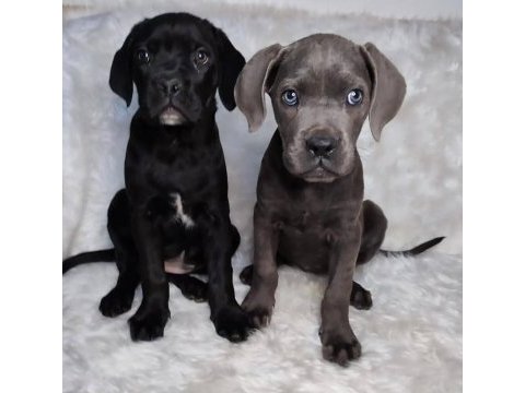 Ev doğumlu cane corso italiano yavrular