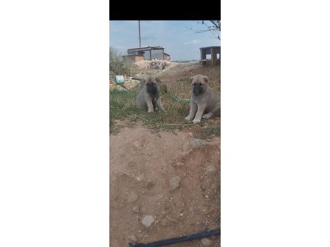 Üst düzey bir dişi bir erkek kangal yavrular