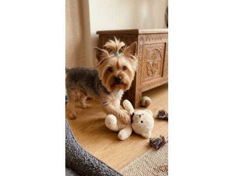 10 aylık erkek küçük boy büyümeyen köpeğimiz
