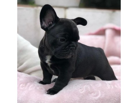 French bulldog yavruları