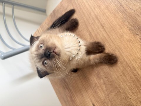 Has safkan scottish fold yavrular