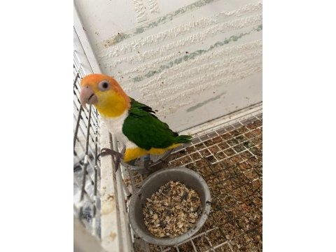 Portakal kafa takım dna caique