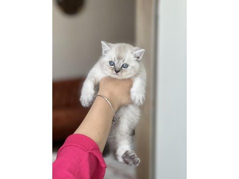 Harika güzellik british shorthair yavrum