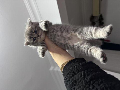 British shorthair kedimiz