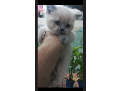 British shorthair blue point