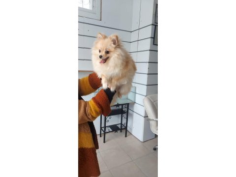 Pomeranian spitz