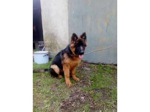 Safkan alman çoban köpekleri (show line)