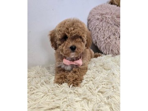 Maltipoo minik yavrularımız 