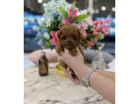 Evinizin yeni üyesi poodle