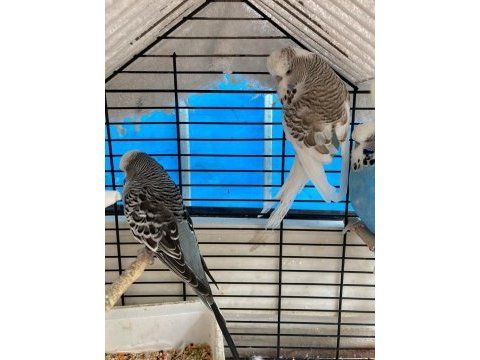 Jumbo muhabbet kuşu 2 yaşında