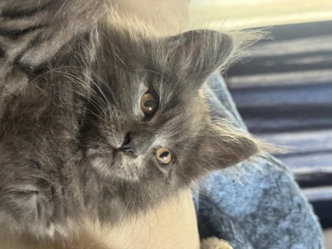 Maine coon kedileri