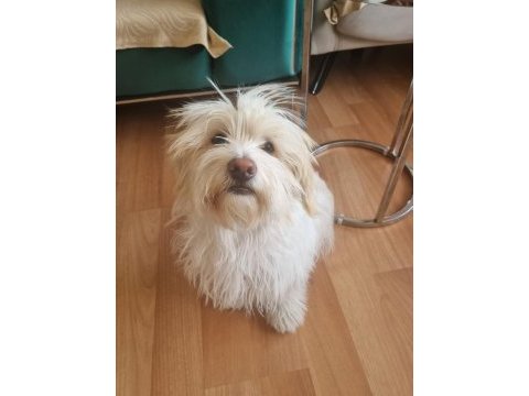 Maltese terrier aşıları çipi karnesi herşeyi tamam