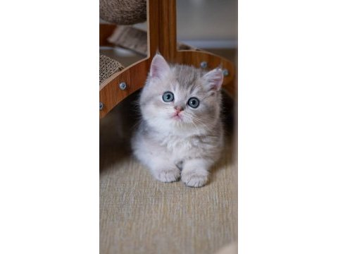En güzel renkte blue golden british shorthair