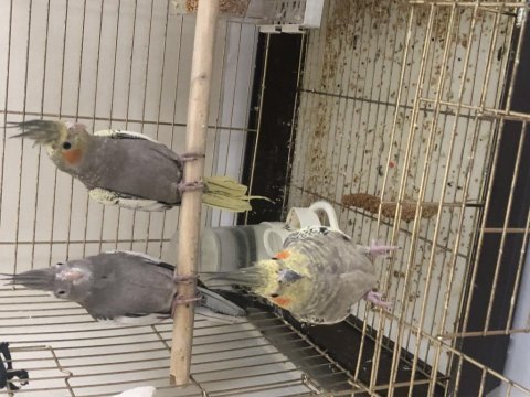 Kuşlar yeni yuvalarını bekliyorlar
