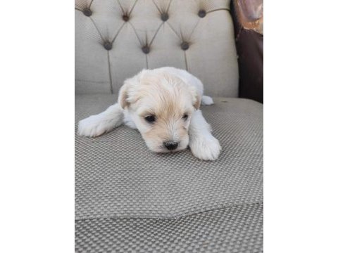 Maltipoo ırk ve sağlık garantili uygun yavrular