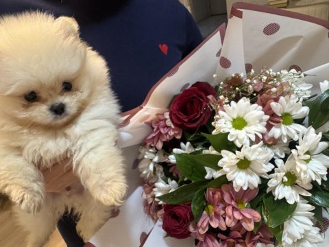 Pomeranian boo köpeği