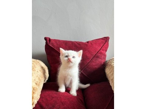 Beyaz mavi gözlü scottish fold bebekler