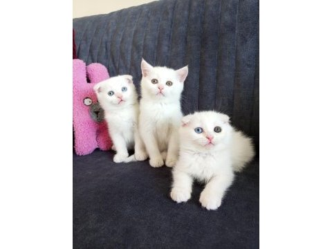Pofuduk scottish fold white