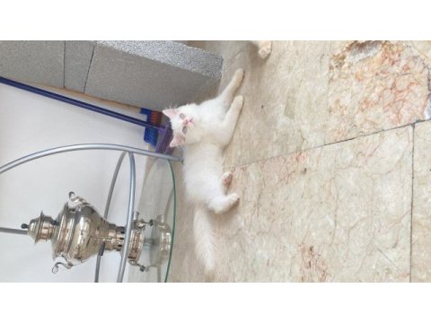 Pamuk şeker british longhair oğluşlar