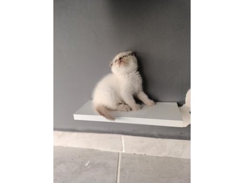 Scottish fold blue point