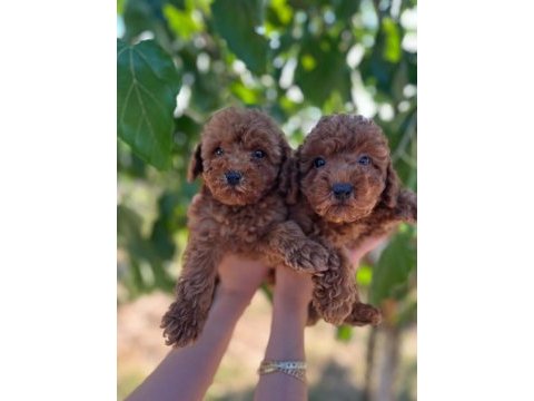 Irk sağlık kilo garantili red toy poodle yavrular