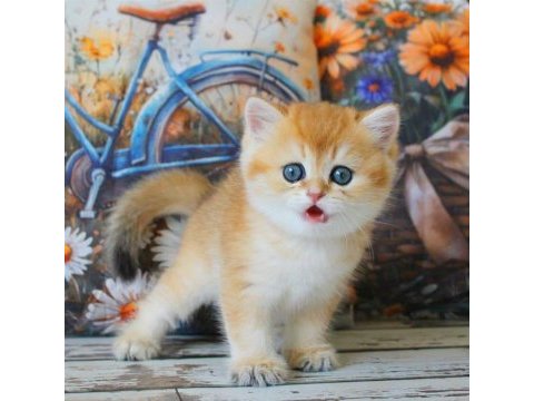 Sarı kürklü golden british shorthair