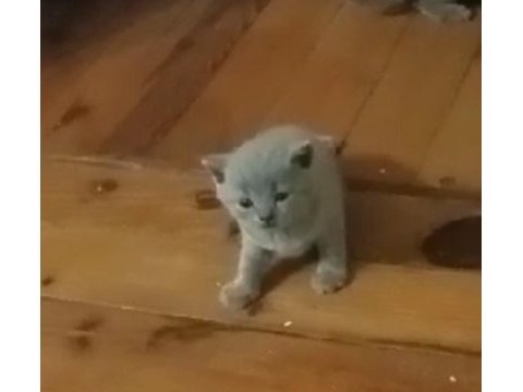 British shorthair dişi ve erkek yavru