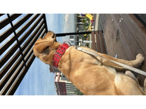Labrador erkek oyuncu