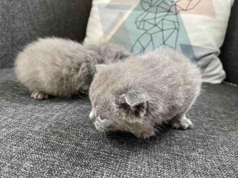 Safkan british shorthair