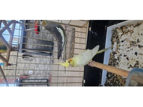 Yavru sultan papağanı