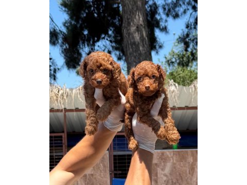 Toy poodle yavrularımız