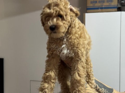 Wc eğitimli aşılı pasaportlu maltpoo yavrularımız
