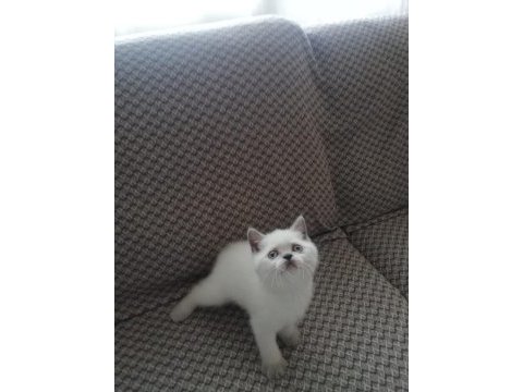 7 haftalık pıtı pıtı british shorthair yavrularımız