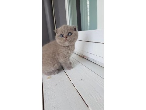Muhteşem güzellikte scottish fold yavrularımız