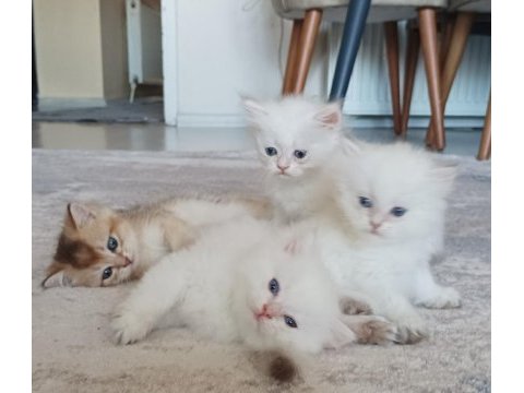 Vcf şecereli uysal oyuncu british shorthair yavrular