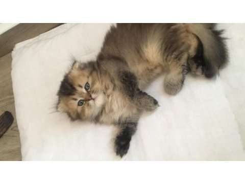 Son 2 yavru british shorthair