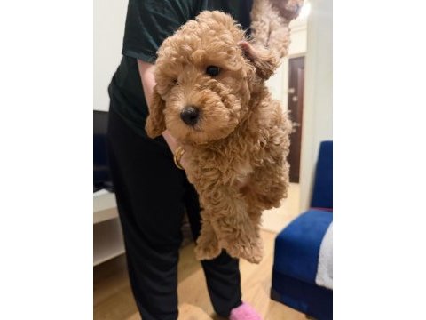 Son erkek poodle yavrum