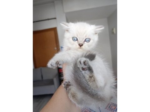 Harika british longhair bebekler