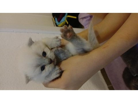 Scottish fold 1 aylık kediler