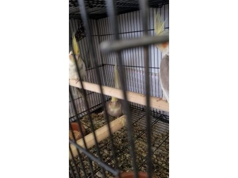 Garanti takım sultan papağanı