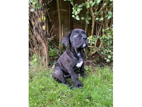 Safkan dev cane corso yavrular