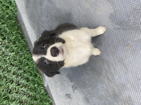 Full eğitimli yavru border collie