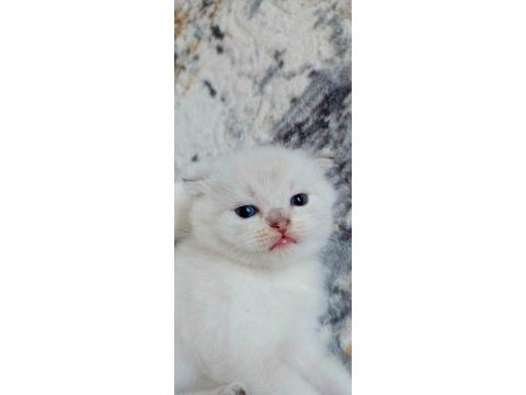 Scottish straight ve scottish fold yavrular