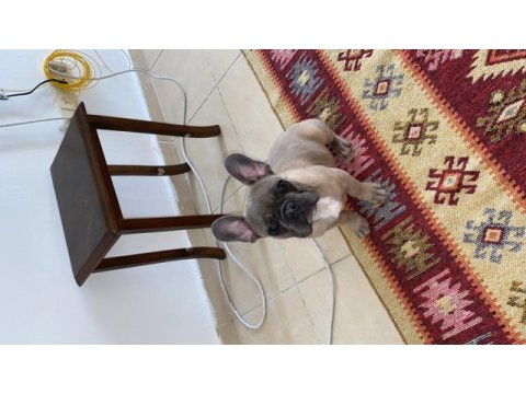 4 aylık french bulldog