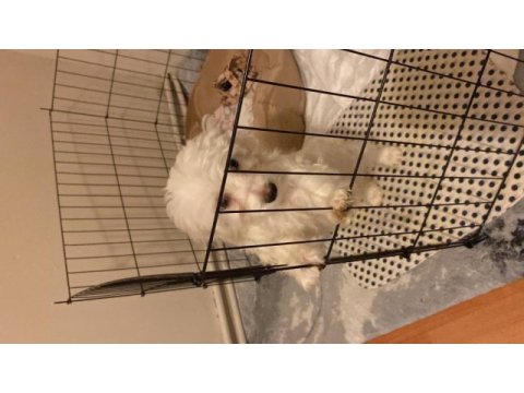 Maltese terrier köpeği