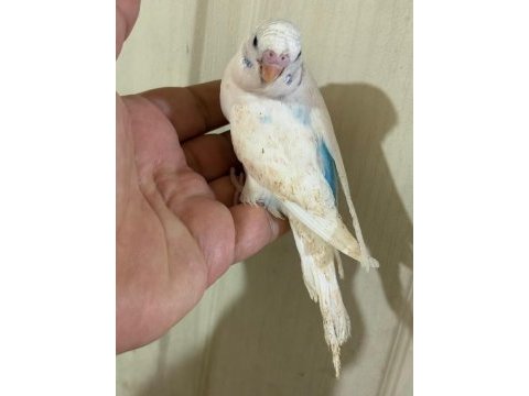 29-33 günlük arası yeni yeme düşen kuşlarım