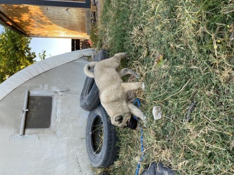 Mükemmel anatomi kangal