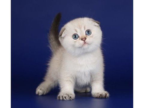 Scottish fold yavrularımız canlı görerek alabilirsiniz