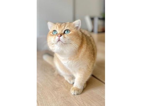 Golden british shorthair bebekler